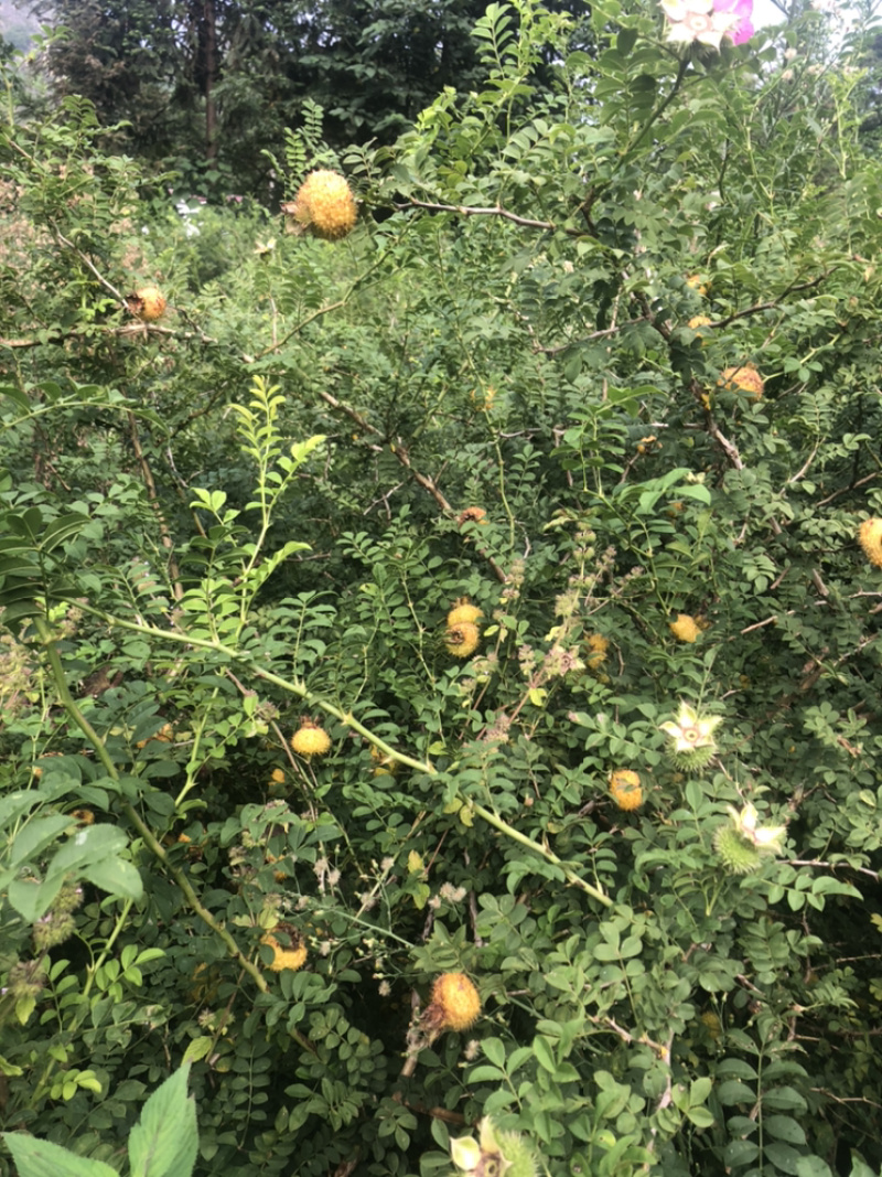 新鲜刺梨大量上市，有需要的看过来