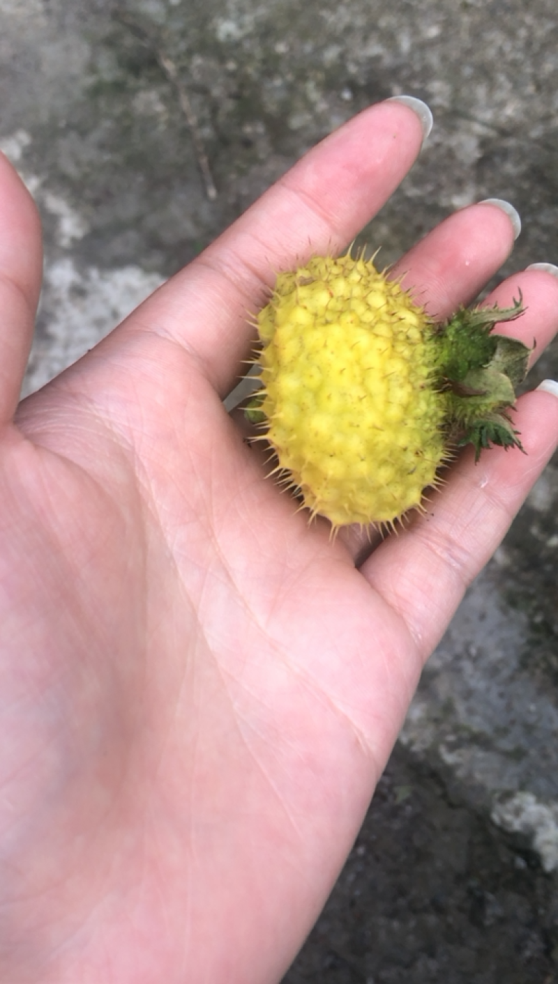 新鲜刺梨大量上市，有需要的看过来