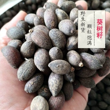 中药材店铺葵树子葵树籽蒲扇子蒲葵子