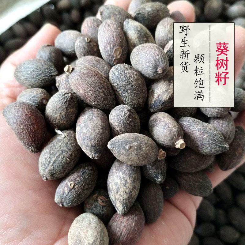 中药材店铺葵树子葵树籽蒲扇子蒲葵子