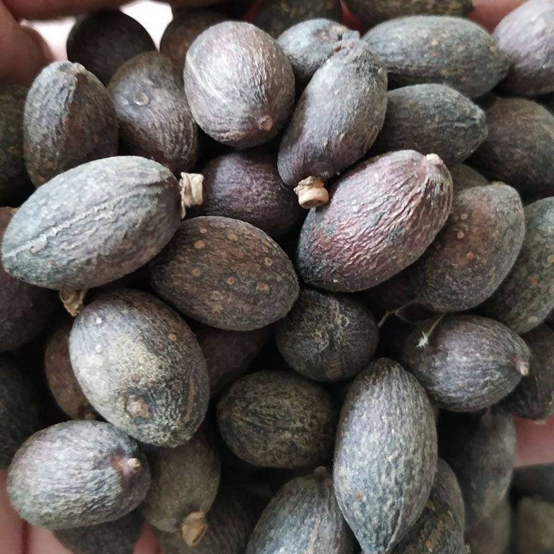 中药材店铺葵树子葵树籽蒲扇子蒲葵子
