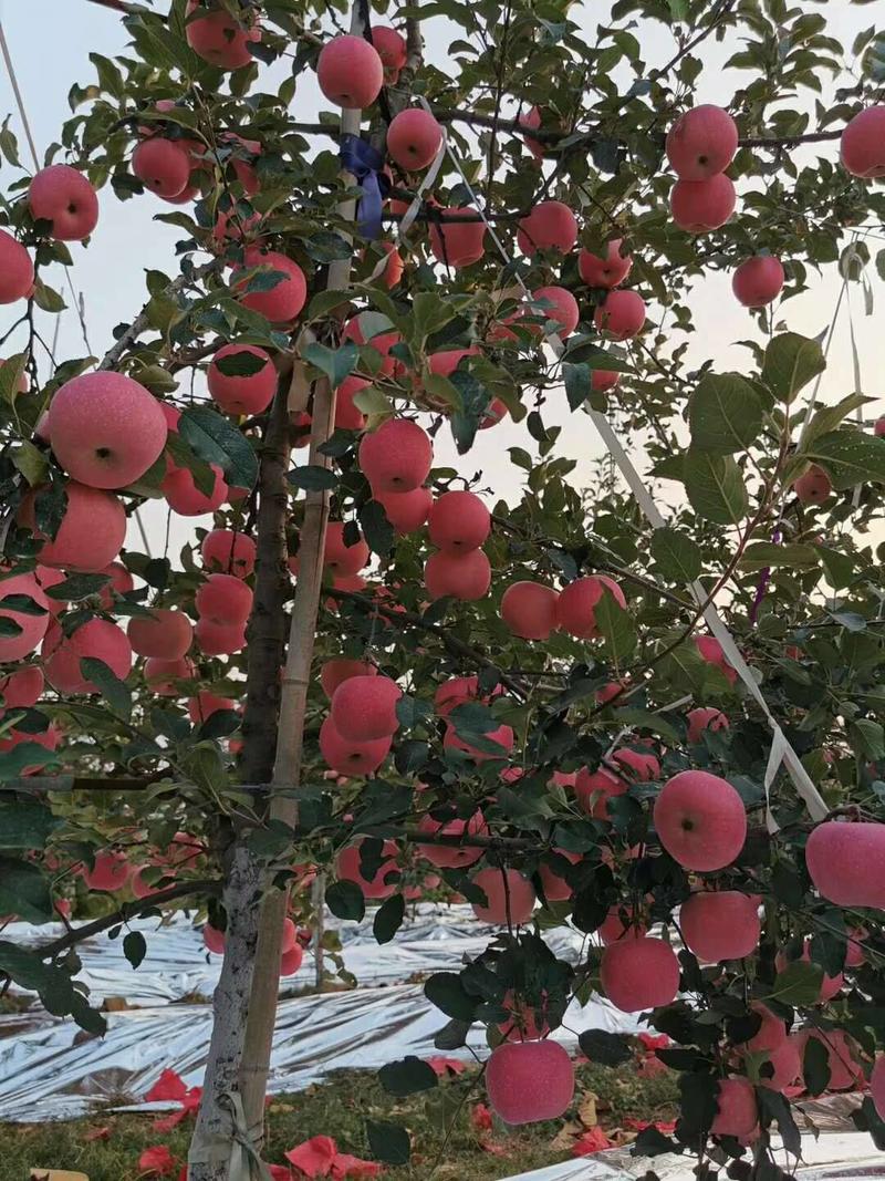 苹果树苗，红富士维纳斯黄金冰糖心苹果苗正品签约，包邮