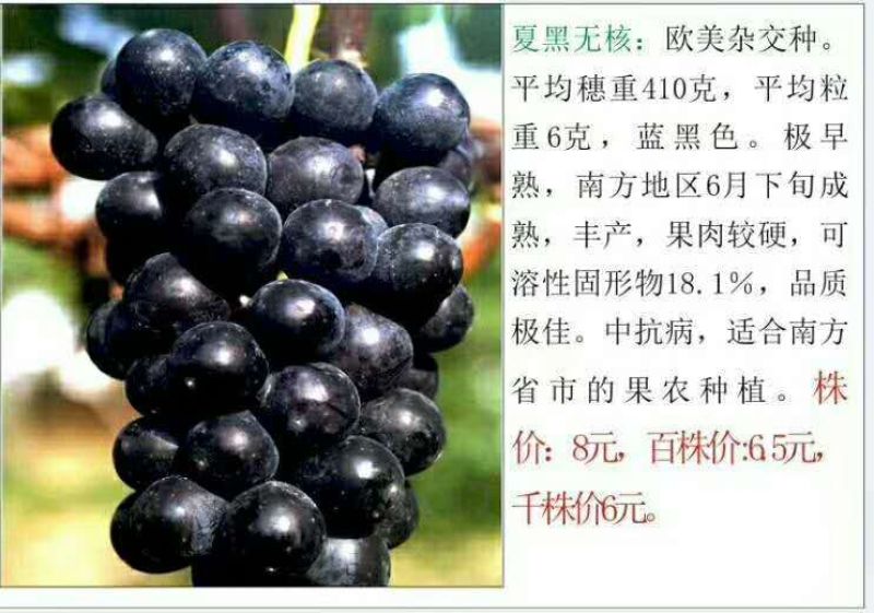 葡萄苗，巨峰嫁接蓝宝石藤稔南北方种植基地直发签约真品包邮