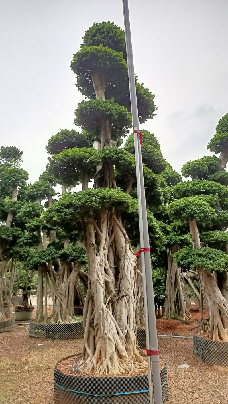 精品造型金钱榕树桩景，造型景观小叶榕桩头5米高2米5冠幅