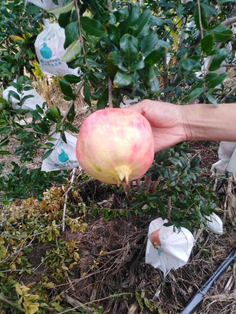 石榴代办收购，果大皮薄，籽红，口感甜，籽超软