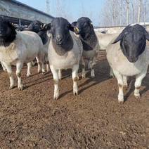 出售杜泊绵羊厂家直销保证质量黑头杜泊绵羊种羊免费送货