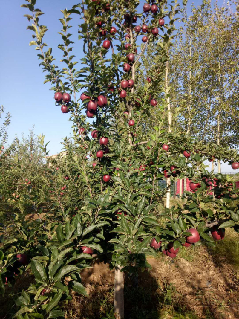 红星苹果现在大量上市专业代办以诚为本量大从优🔥