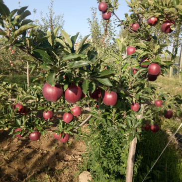 红星苹果现在大量上市专业代办以诚为本量大从优🔥