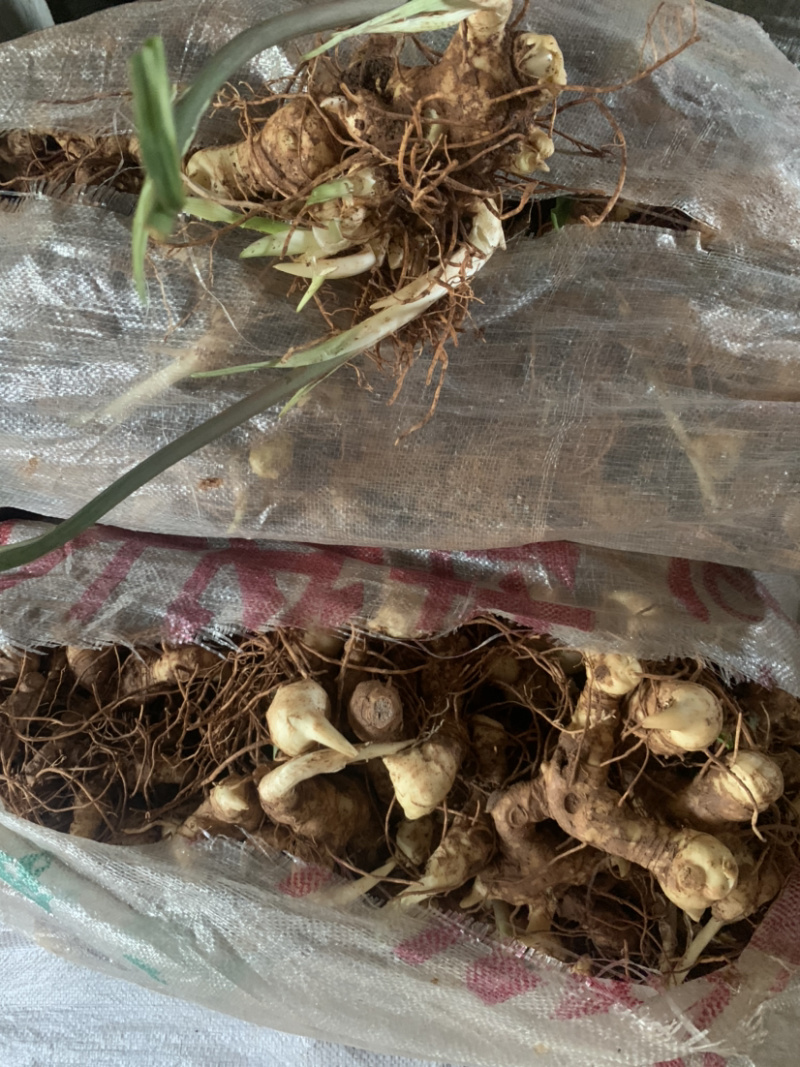 四川高产量黄精种块茎四季不倒黄精成活率高
