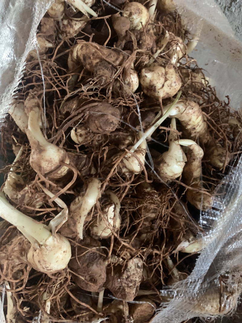 四川高产量黄精种块茎四季不倒黄精成活率高