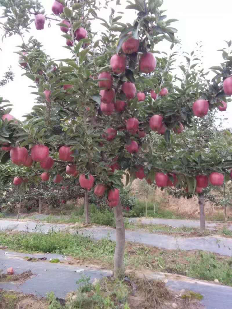 产地直发整车发车甘肃花牛苹果诚信经营75以上