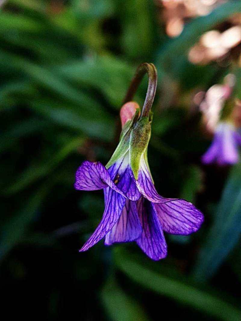 紫花地丁种子中药材紫花地丁花种籽四季种植盆栽药用苦地丁种