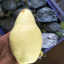 乐亭套袋贵妃梨大量上市，价格便宜，需要的联系我