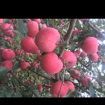 早熟苹果岳艳，奎平，美八上市了