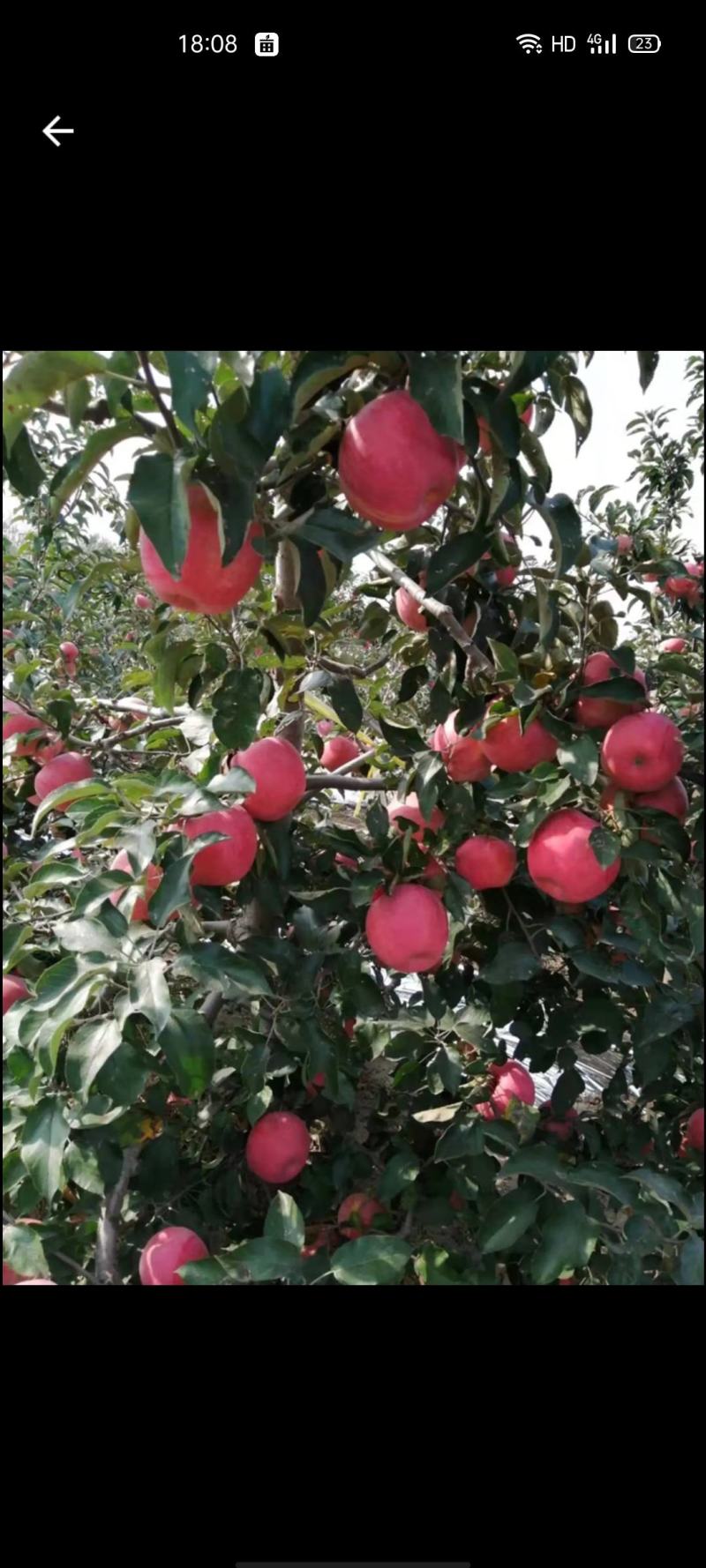 早熟苹果岳艳，奎平，美八上市了