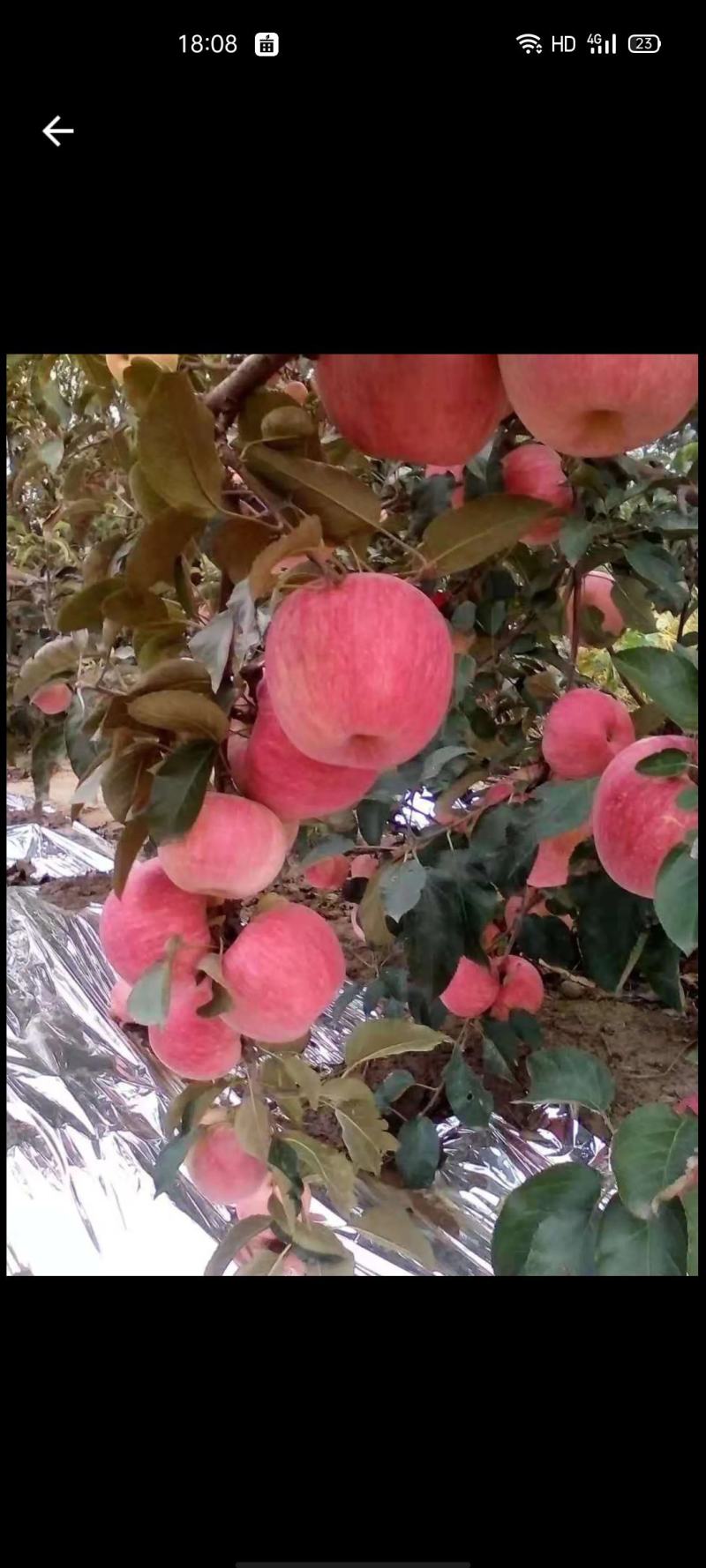 早熟苹果岳艳，奎平，美八上市了