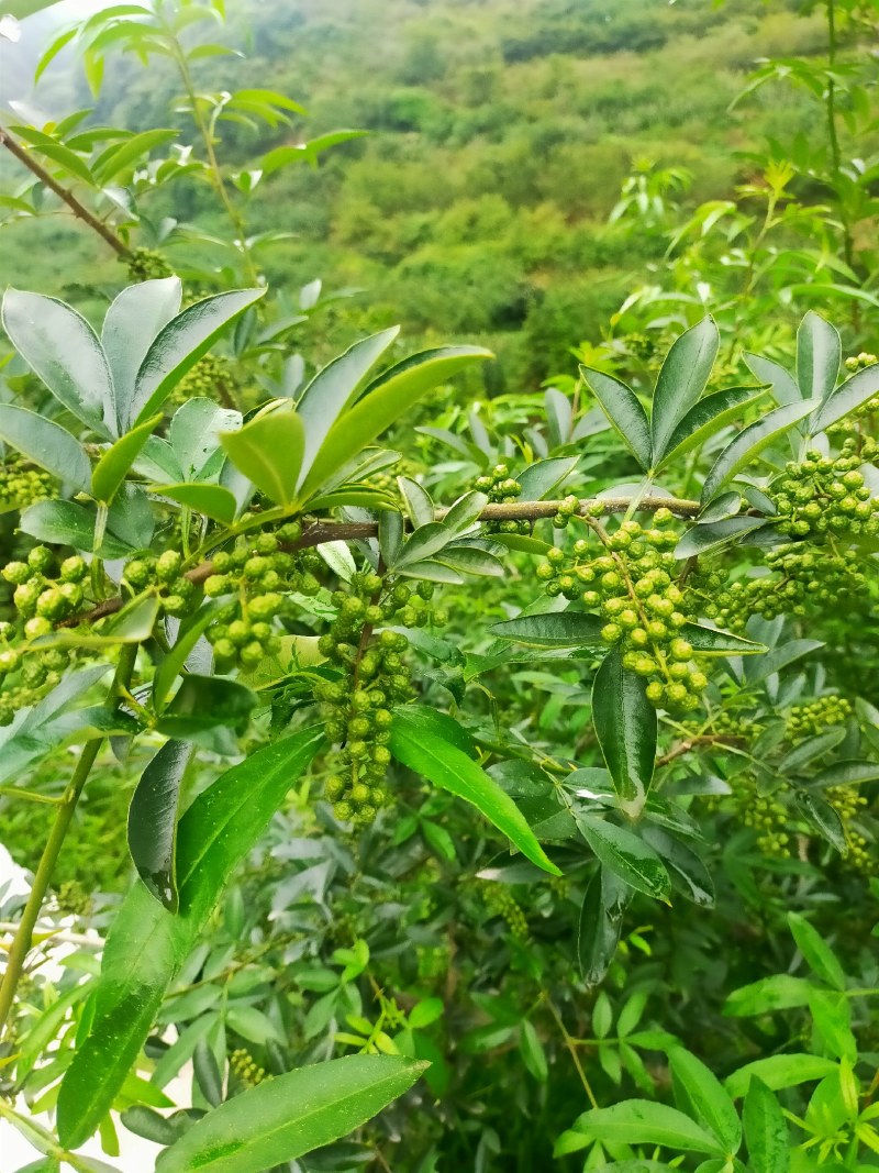 花椒，青花椒，红花椒，有干花椒！青花椒也有干的！