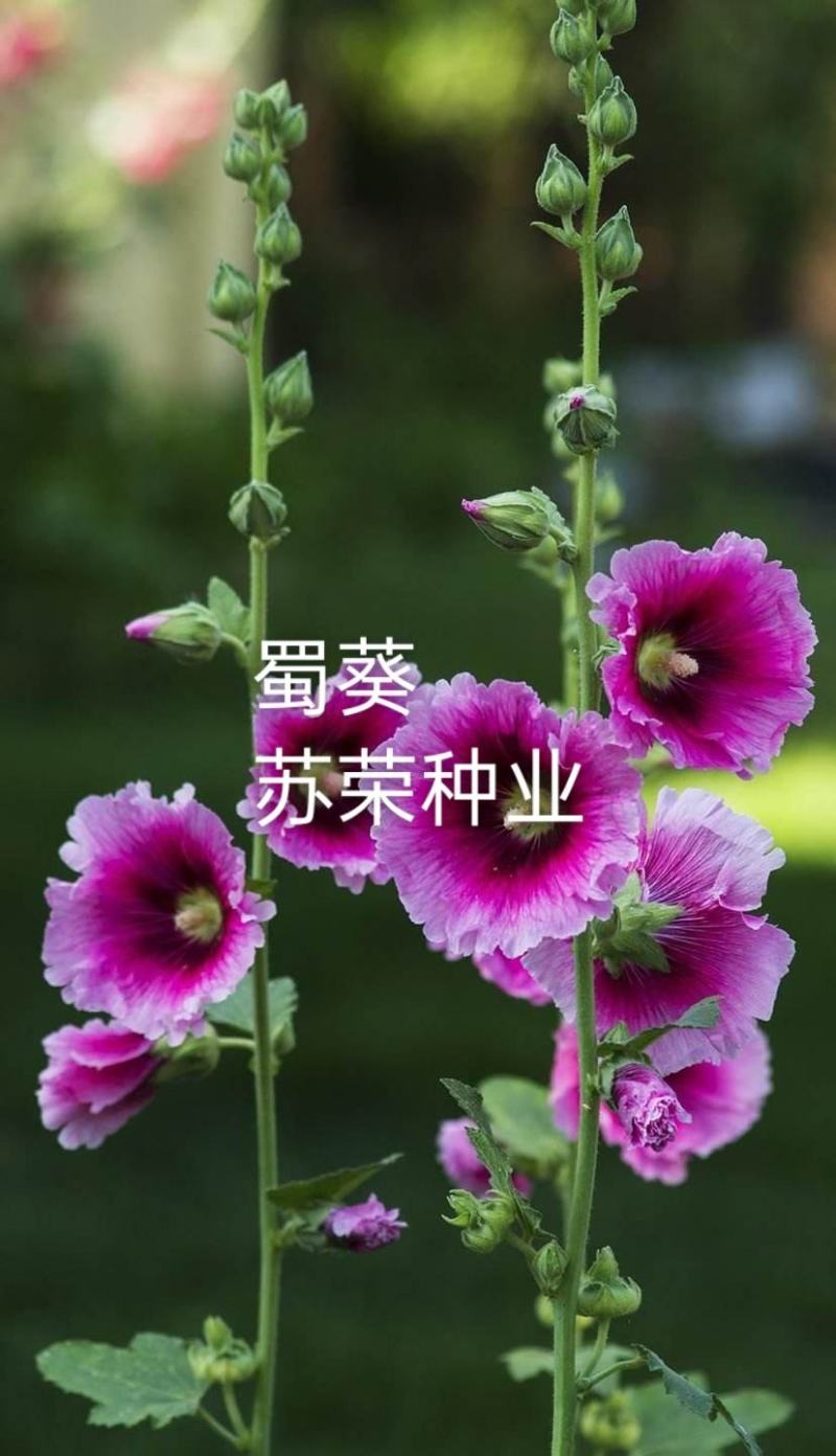 蜀葵花种子一丈红种子重瓣蜀葵种子多年生耐寒室外庭院易活花