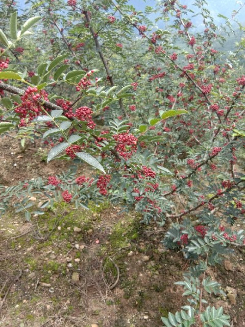 花椒