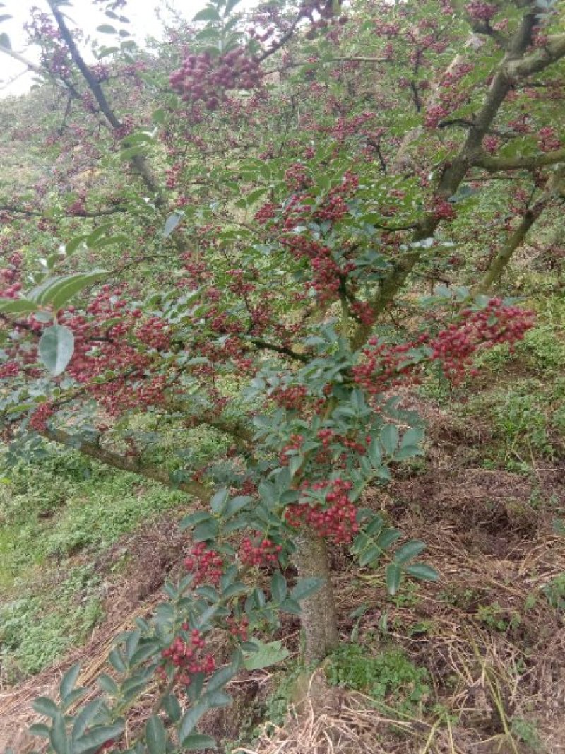 花椒