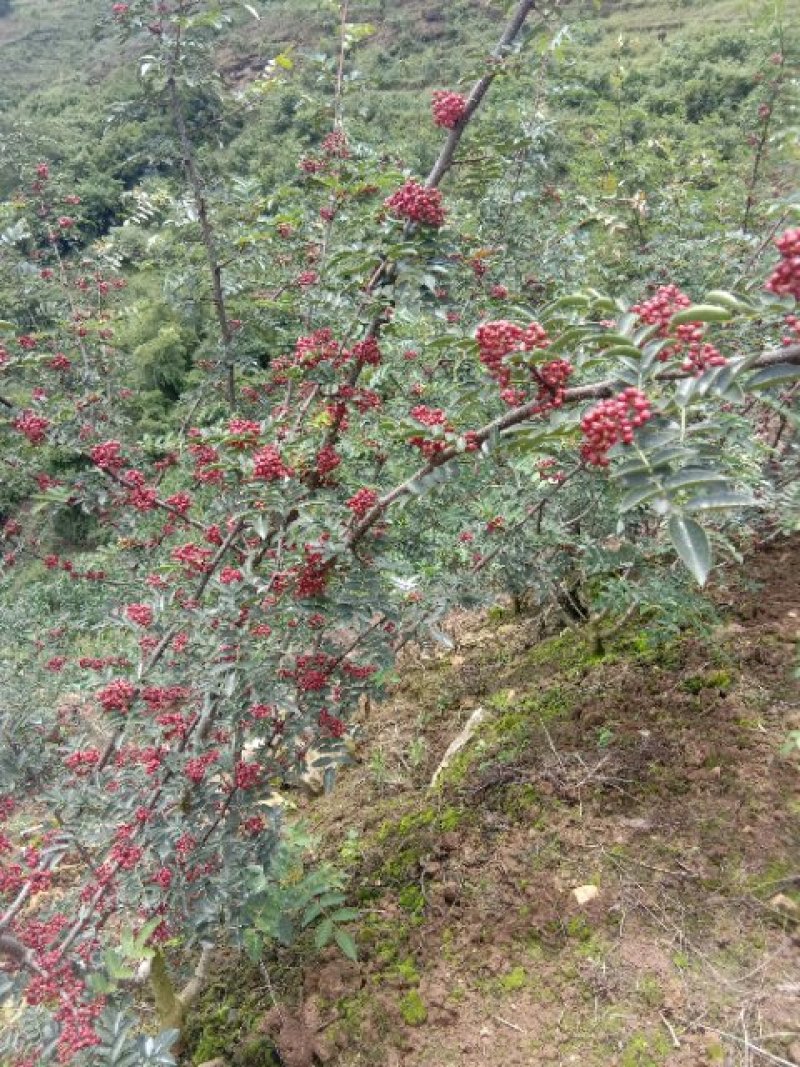 花椒