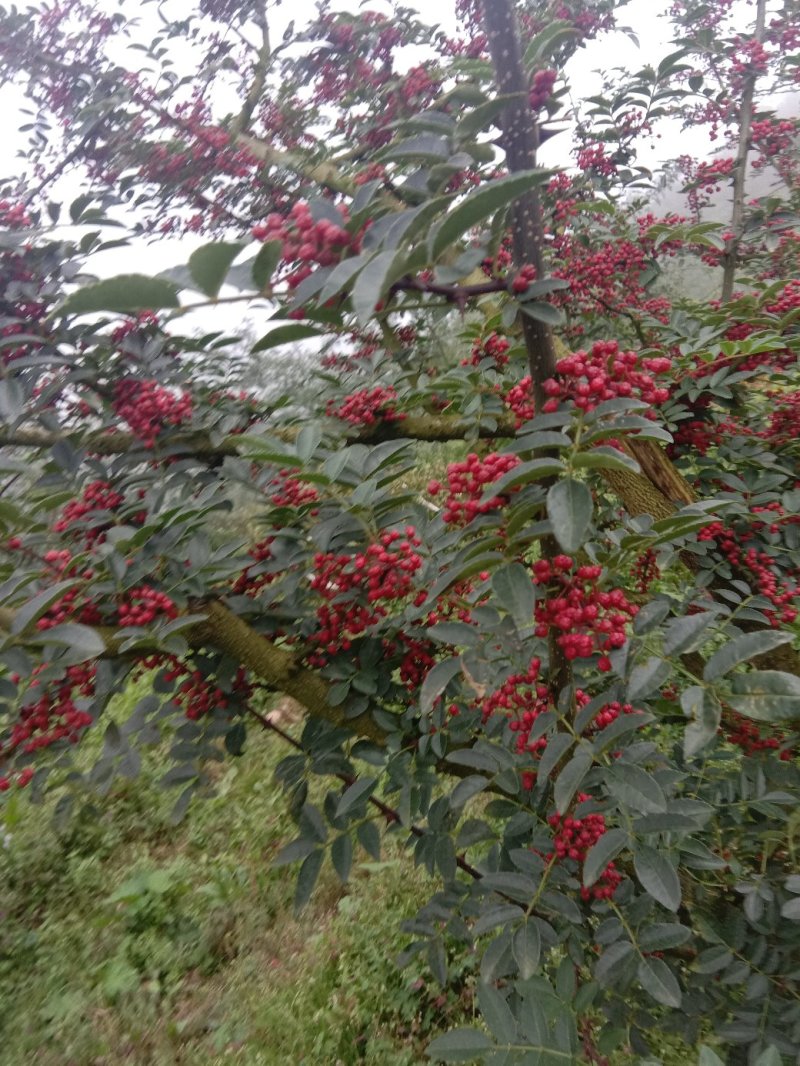 花椒