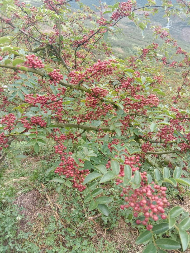 花椒