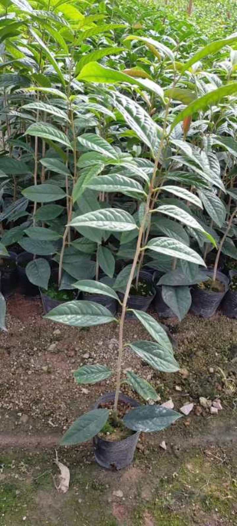 金花茶花苗产地批发颜色靓丽规格齐全视频看货
