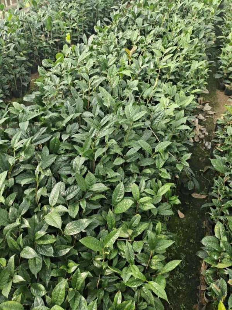 金花茶花苗产地批发颜色靓丽规格齐全视频看货