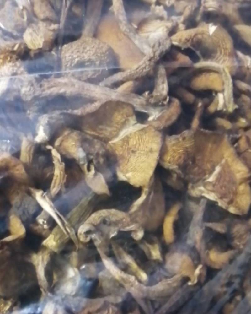 2025年优质新产头茬自然干榛蘑，黑龙江省货。非北朝鲜货