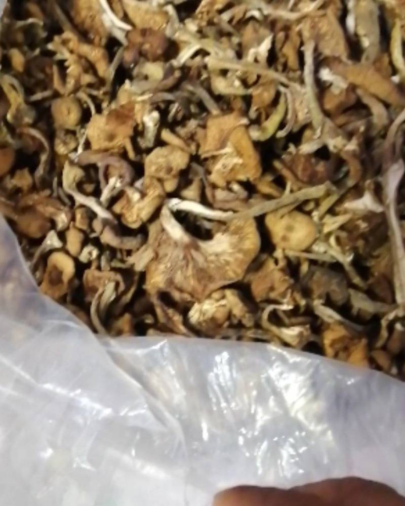 2025年优质新产头茬自然干榛蘑，黑龙江省货。非北朝鲜货