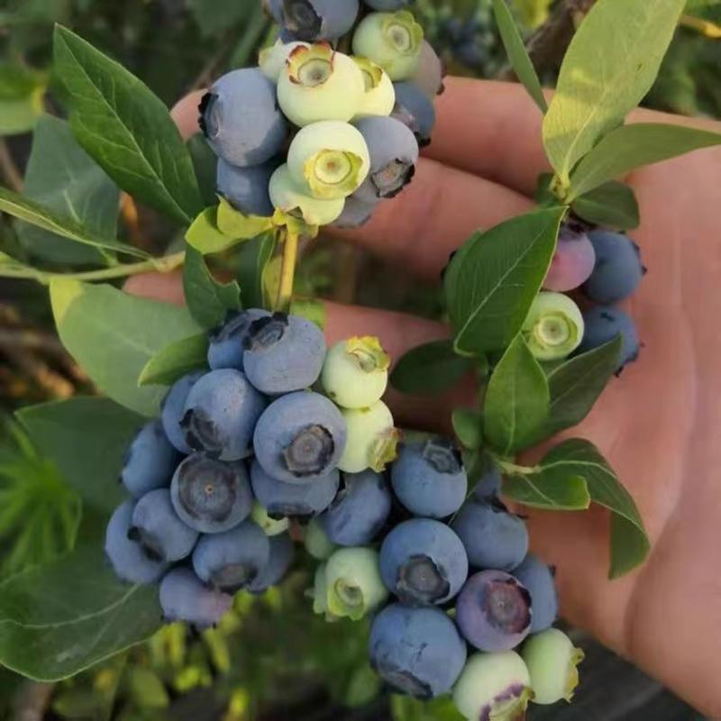 蓝莓苗绿宝石/薄雾/奥尼尔/兔眼/蓝丰南北方都可种植