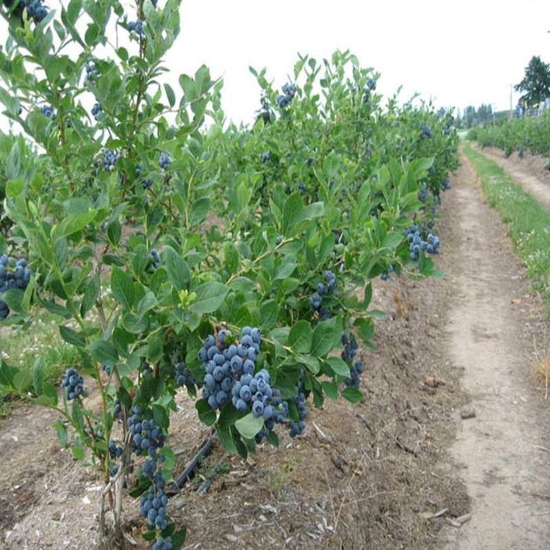 蓝莓苗绿宝石/薄雾/奥尼尔/兔眼/蓝丰南北方都可种植