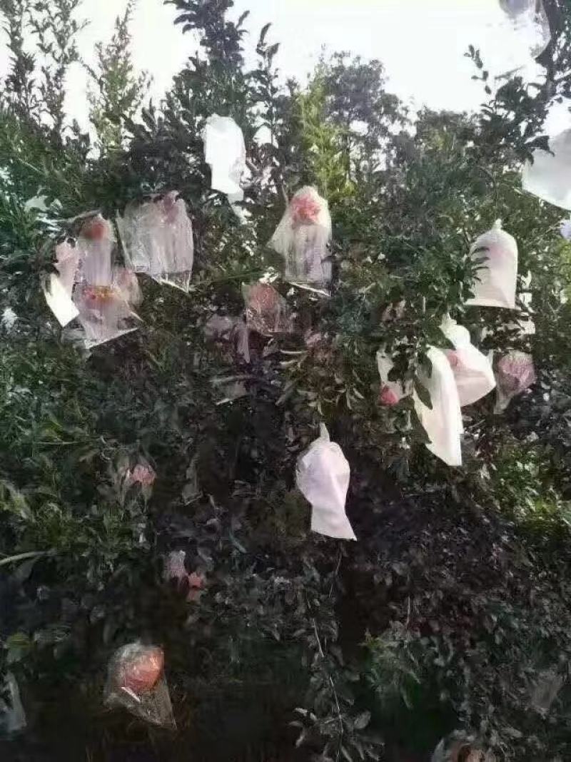 临潼石榴开始大量上市欢迎各位老板前来骚扰