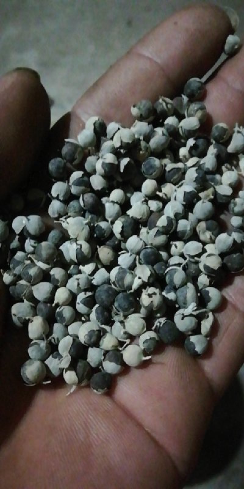 江西单叶蔓荆子，自产自销