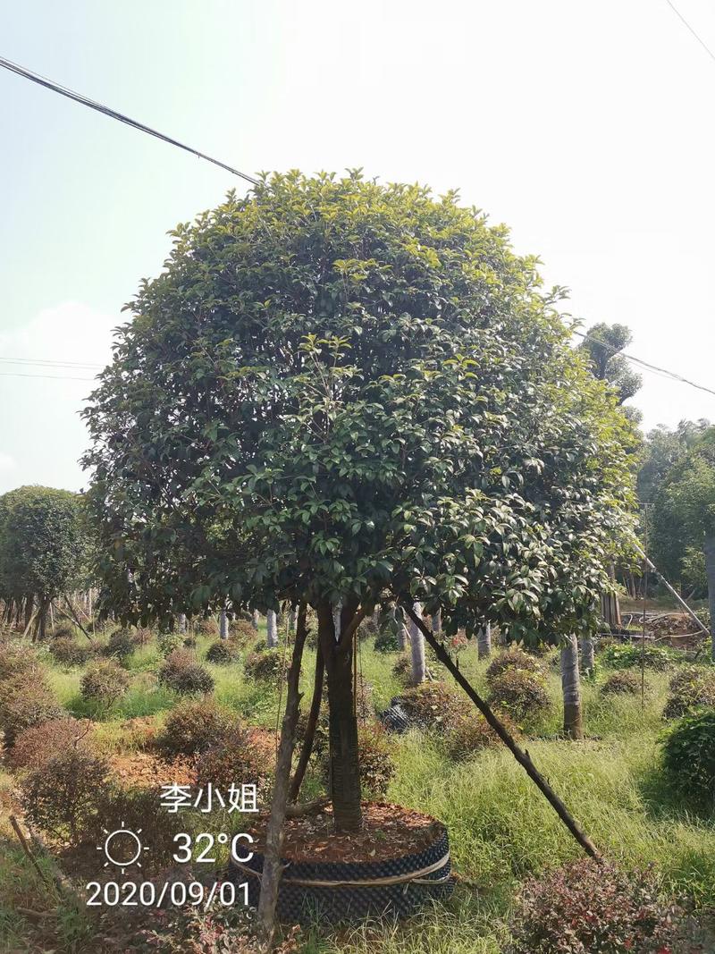 苦槠树多杆香樟栾树桂花广玉兰朴树碰柑橘子树香泡香橼香柚