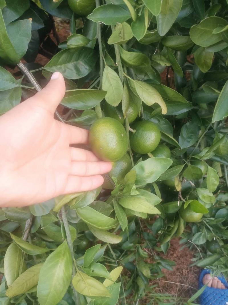 【精品蜜橘】大量供应特早蜜橘普早蜜橘支持一件代发