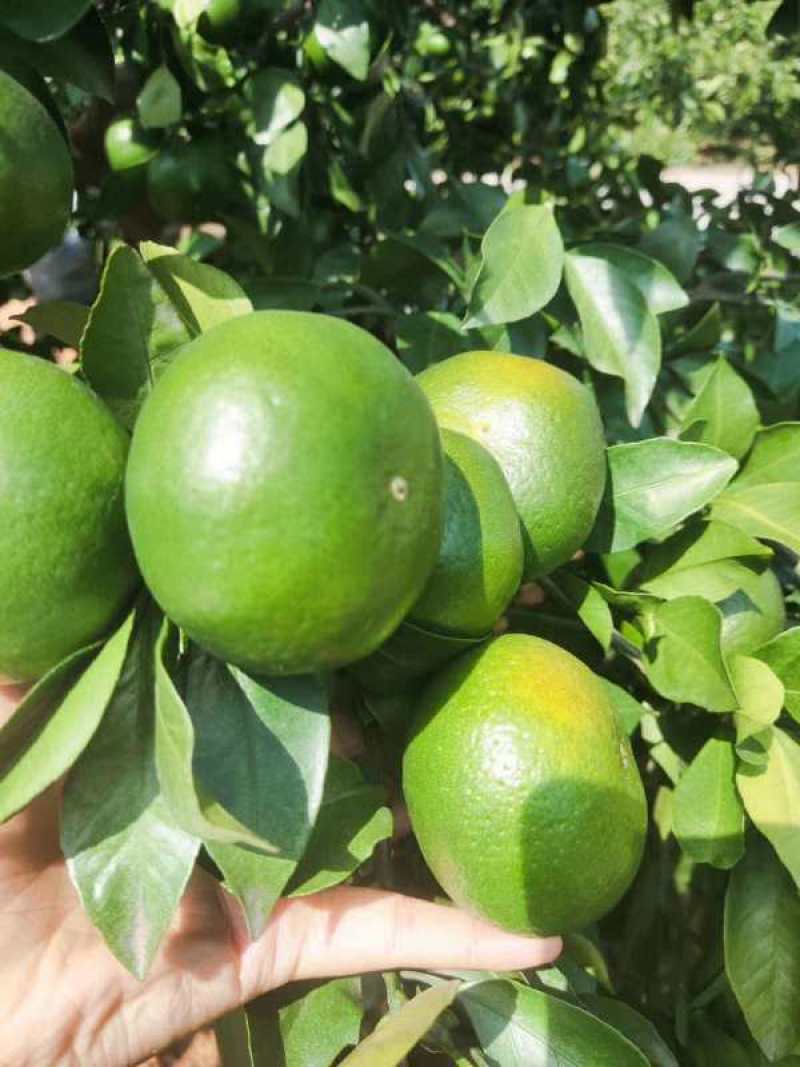 【精品蜜橘】大量供应特早蜜橘普早蜜橘支持一件代发