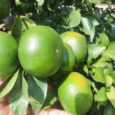 【精品蜜橘】大量供应特早蜜橘普早蜜橘支持一件代发