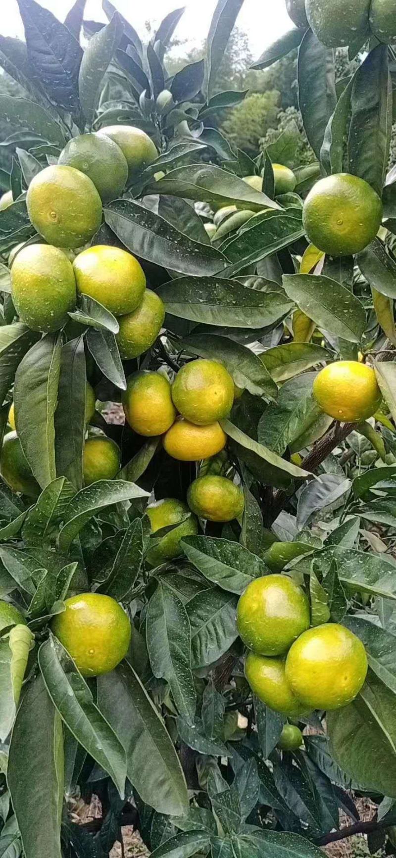 【精品蜜橘】大量供应特早蜜橘普早蜜橘支持一件代发
