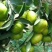 【精品蜜橘】大量供应特早蜜橘普早蜜橘支持一件代发