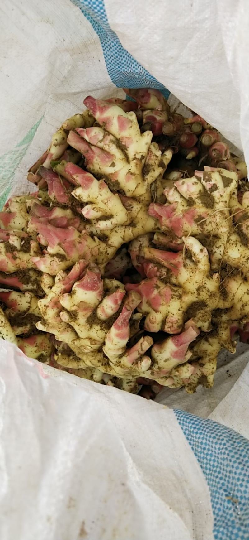 鲜姜小黄姜上市了，板型靓，青苗货