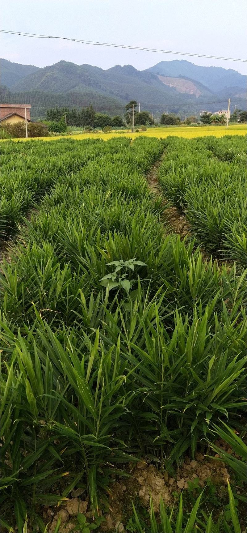 鲜姜小黄姜上市了，板型靓，青苗货