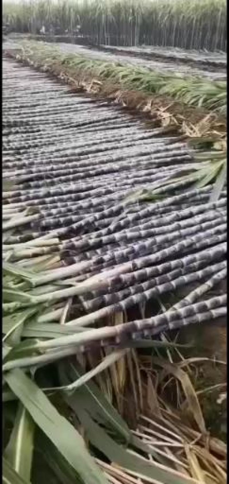 广西崇左市龙州县黑皮甘蔗大量上市，合作共赢