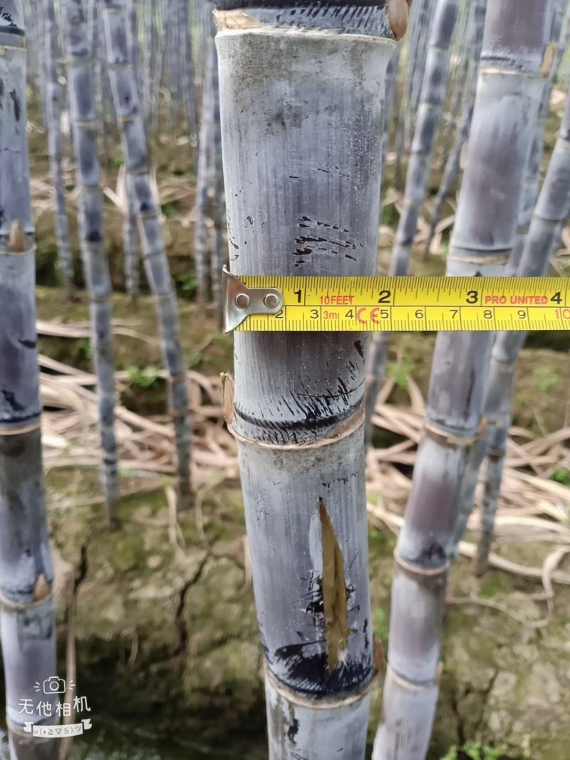 广西崇左市龙州县黑皮甘蔗大量上市，合作共赢