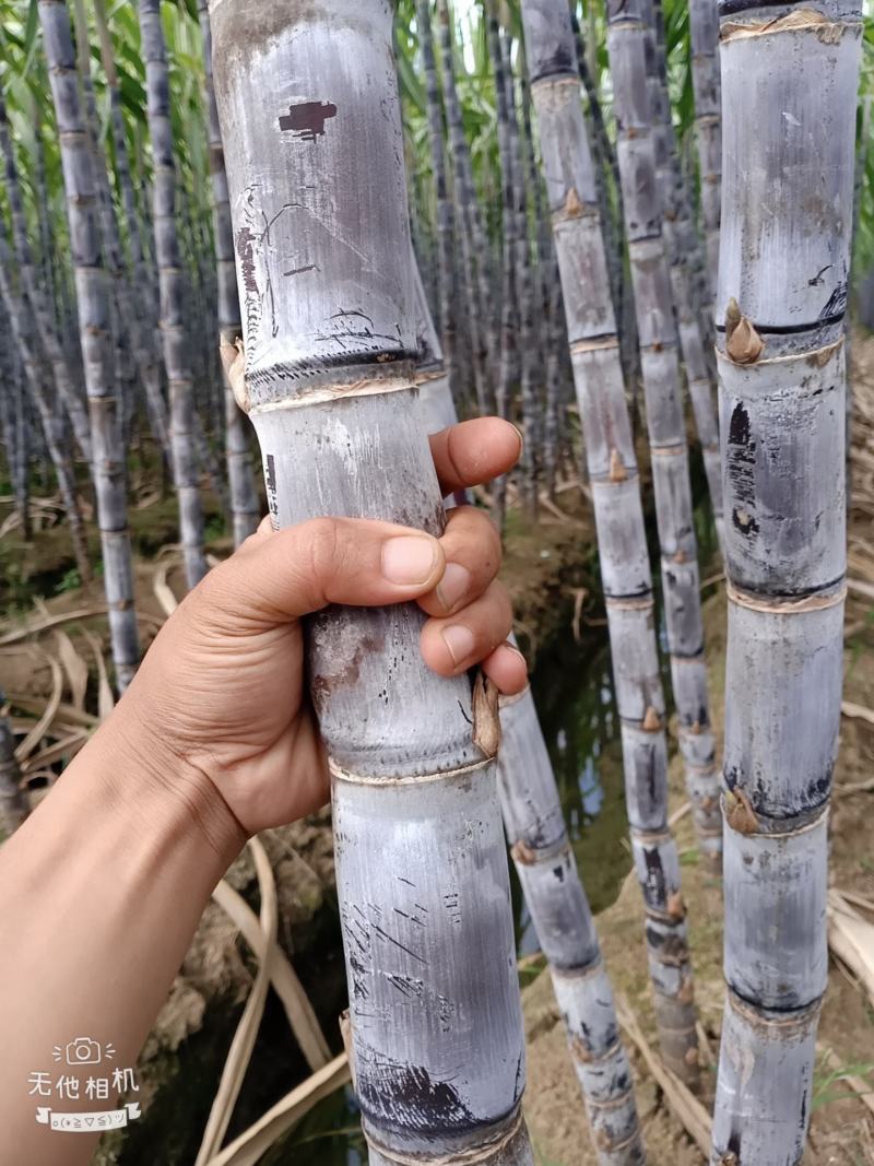 广西崇左市龙州县黑皮甘蔗大量上市，合作共赢