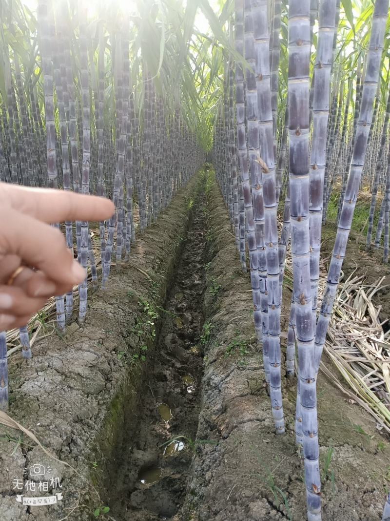 广西崇左市龙州县黑皮甘蔗大量上市，合作共赢