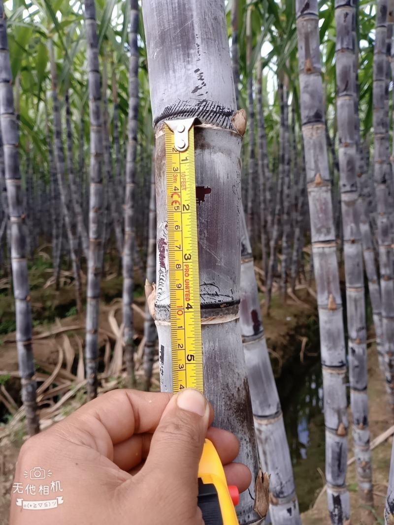 广西崇左市龙州县黑皮甘蔗大量上市，合作共赢
