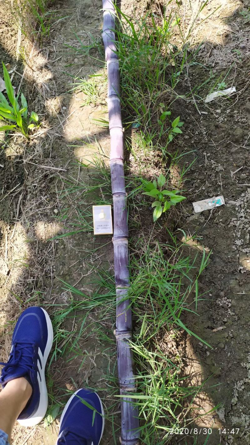 广西崇左市龙州县黑皮甘蔗大量上市，合作共赢