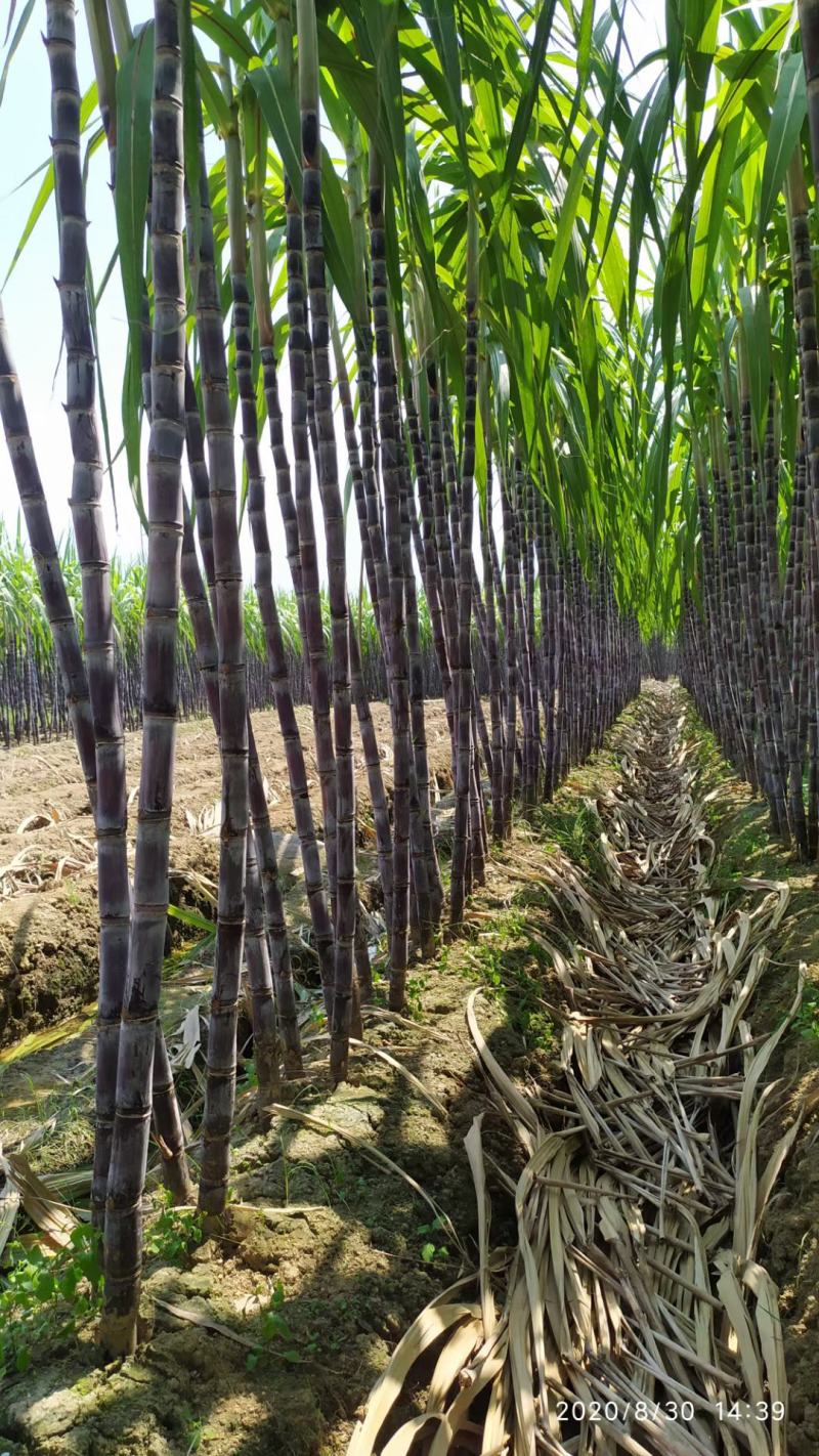 广西崇左市龙州县黑皮甘蔗大量上市，合作共赢